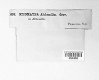 Coleroa alchemillae image